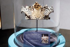 Ein zeremonieller Leopardenfell-Kopfschmuck, der Nelson Mandela von König Xolilzwe Sigcawu vom Volk der Xhosa verliehen wurde. Es war das erste Mal seit 200 Jahren, dass diese alte Kriegerehre jemand anderem als einem König zuteil wurde.
