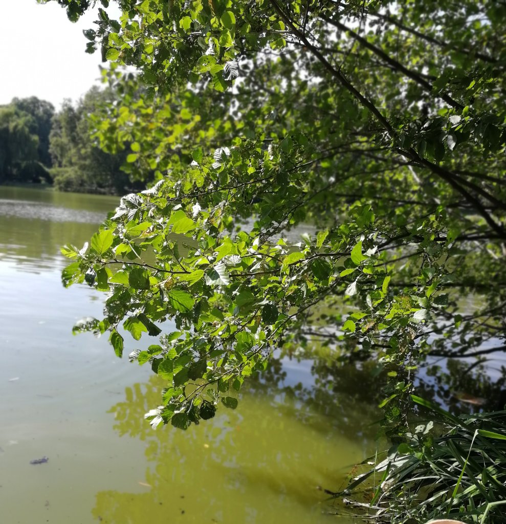 Die Wasserqualität im Lietzensee spielt eine wesentliche Rolle.