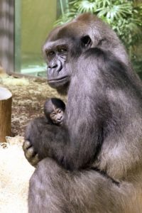 Gorilla-Mutter Bibi mit ihrem Neugeborenen.