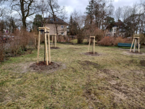 Neue Bäume auf dem Kinderspielplatz an der Ecke Warmbrunner und Paulsborner Straße. Bild: BACW