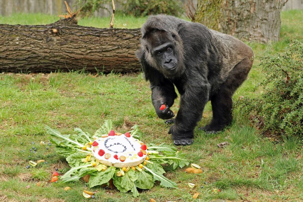 Ältester Gorilla der Welt feiert Geburtstag im Zoo Berlin