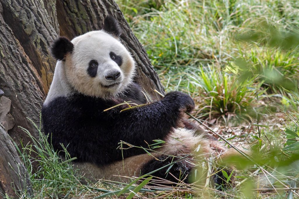 Auch die Pandas im Zoo freuen sich über Besuch.