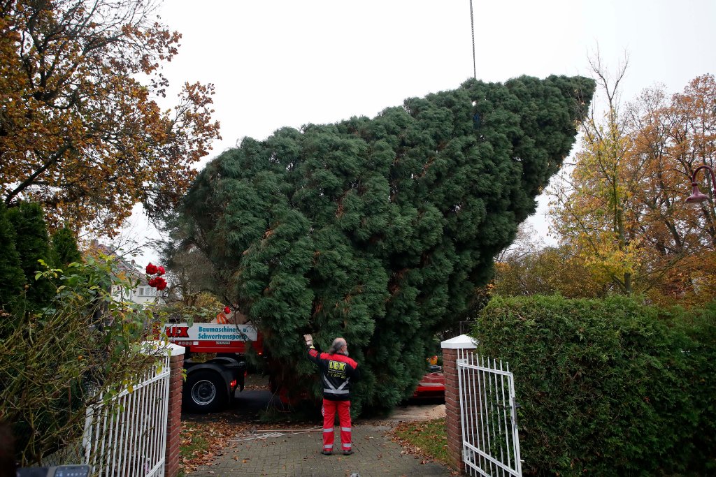 Der große Weihnachtsbaum wurde aus Neuenhagen geholt.
